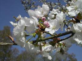 DSCN0492_-_Copie_original