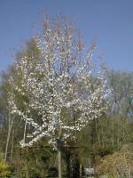 DSCN0493_-_Copie_original