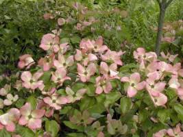 CORNUS_KOUSA__SATOMI__original